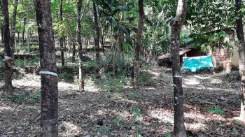 56 Cent Agricultural Land for Sale at  Budget - 40000 Cent