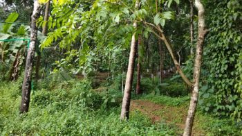 1.25 Acre Residential Land for Sale at Alappuzha Budget - 100000 Cent