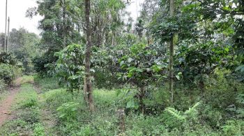 3 Acre Residential Land for Sale at Kalpetta Budget - 75000.00 Cent