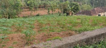 48 Cent Residential Land for Sale at Kunnamthanam Budget - 170000 Cent