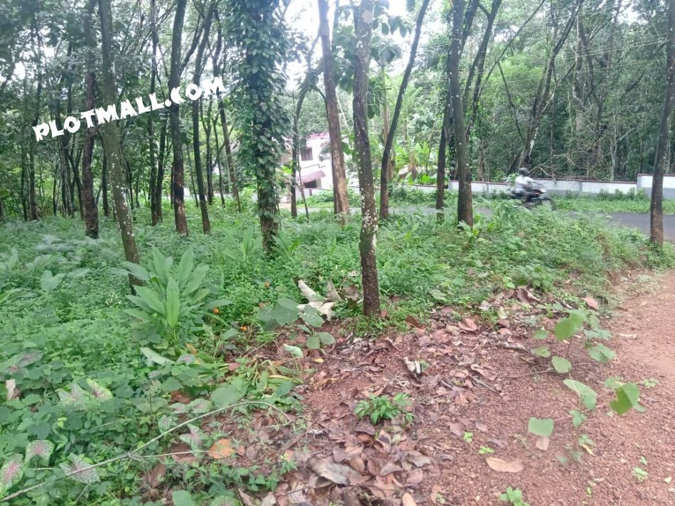 This 35 CENT Residential Plot Is Located On The Roadside Of Paruthumoodu -Kulathoormoozhy Rd Which Is Good For House Construction. This Plot Is Only 100m Away From The Bus Stand And Only 6.8km From Nedumkunnam Junction Via Karukachal  Mulayamveli Rd. Only 8.5km From Karukachal Bus Stand Via Karukachal Manimala Road.  NEAR ASIAN FOOD PRODUCTS.
SELLING PRICE PER CENT -1.30L Negotiable
FOR MORE DETAIL- WHATSAPP 9651961983 (OWNER)
GPS COORDINATES- 9Â°29'02.0