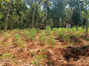 35 Cent Residential Land for Sale at Pazhayakada City Budget - 450000 Cent