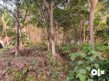 85 Cent Residential Land for Sale at Thiruvananthapuram Budget - 185000 Cent