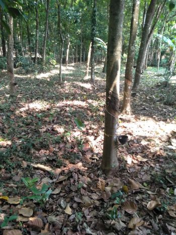 20 cent Cent Residential Land for Sale at Thodupuzha Budget - 30 lakh Total