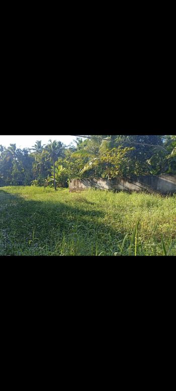 30 Cent Residential Land for Sale at Vechoor Budget - 130000 Cent
