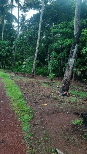 12.75 Cent Residential Land for Sale at Vellimon Budget - 240000 Cent